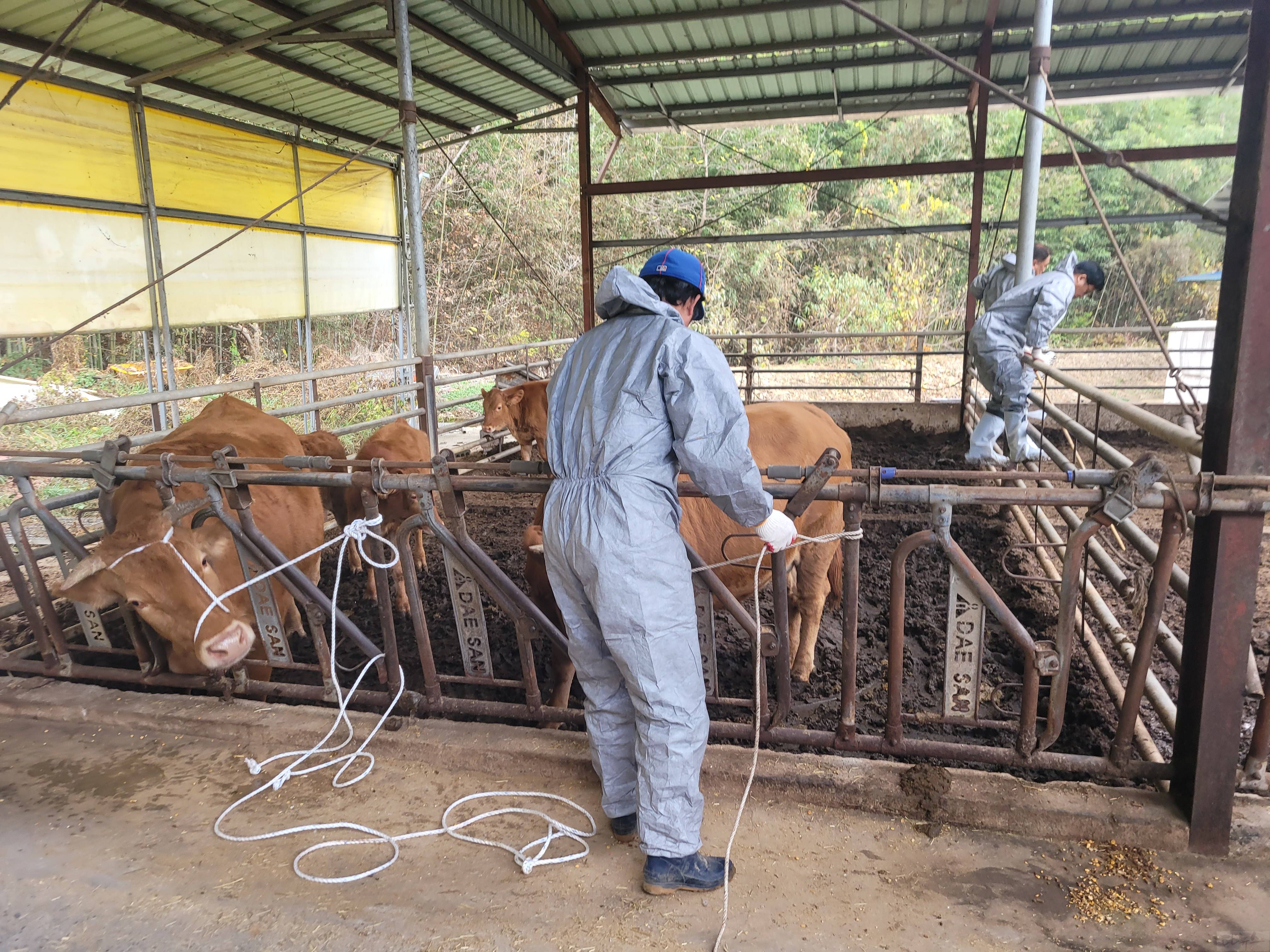 구제역 접종 모습